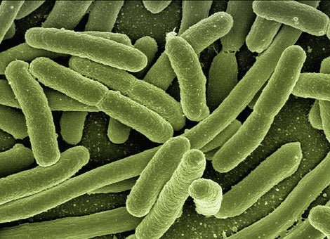 Repost: Lactobacillus acidophilus - MAAB New Zealand